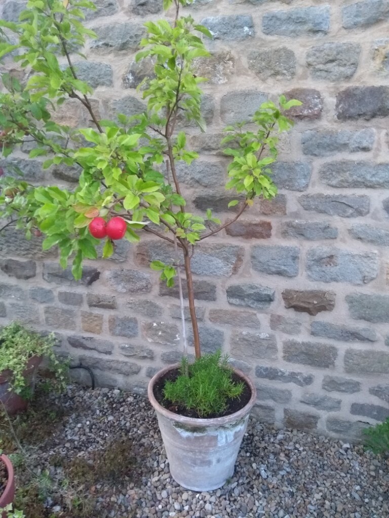 Apple tree in large Terracotta pot in Ilkley, West Yorkshire Gumtree