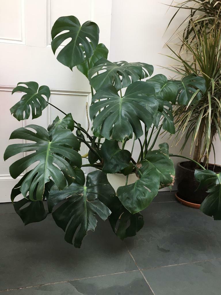 Large thriving Monstera Swiss Cheese House Plant | in Jordanhill