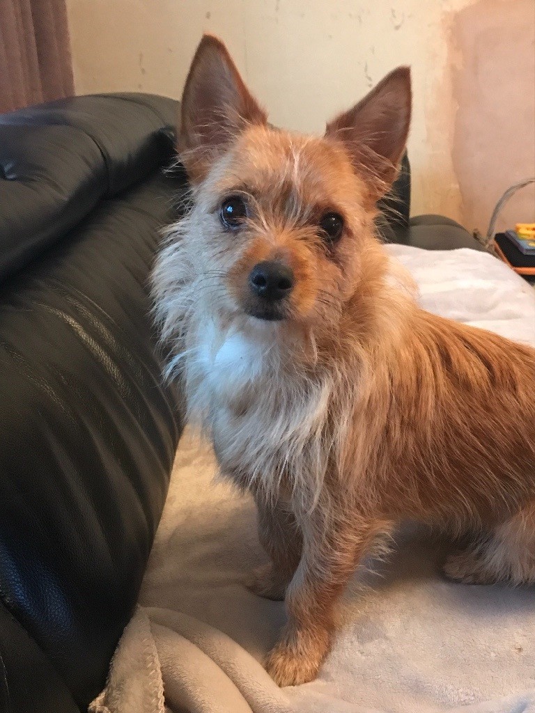 Norfolk Terrier Cross in Melton Mowbray, Leicestershire Gumtree