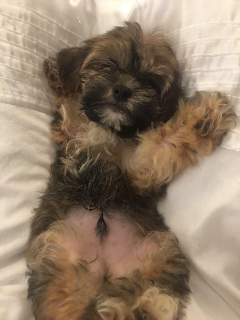 Yorkshire terrier x jack Russell (1brown M only) in Lichfield