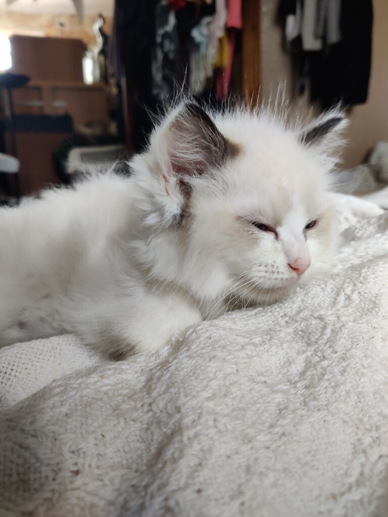 2 Ragdoll Kittens for sale 2 boys | in Newport | Gumtree