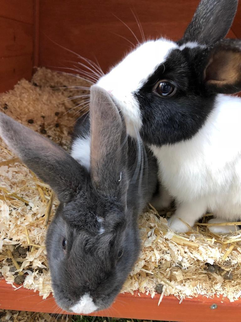 2 Dwarf Rabbits And Rabbit Two Storey Hutch For Sale In Dewsbury