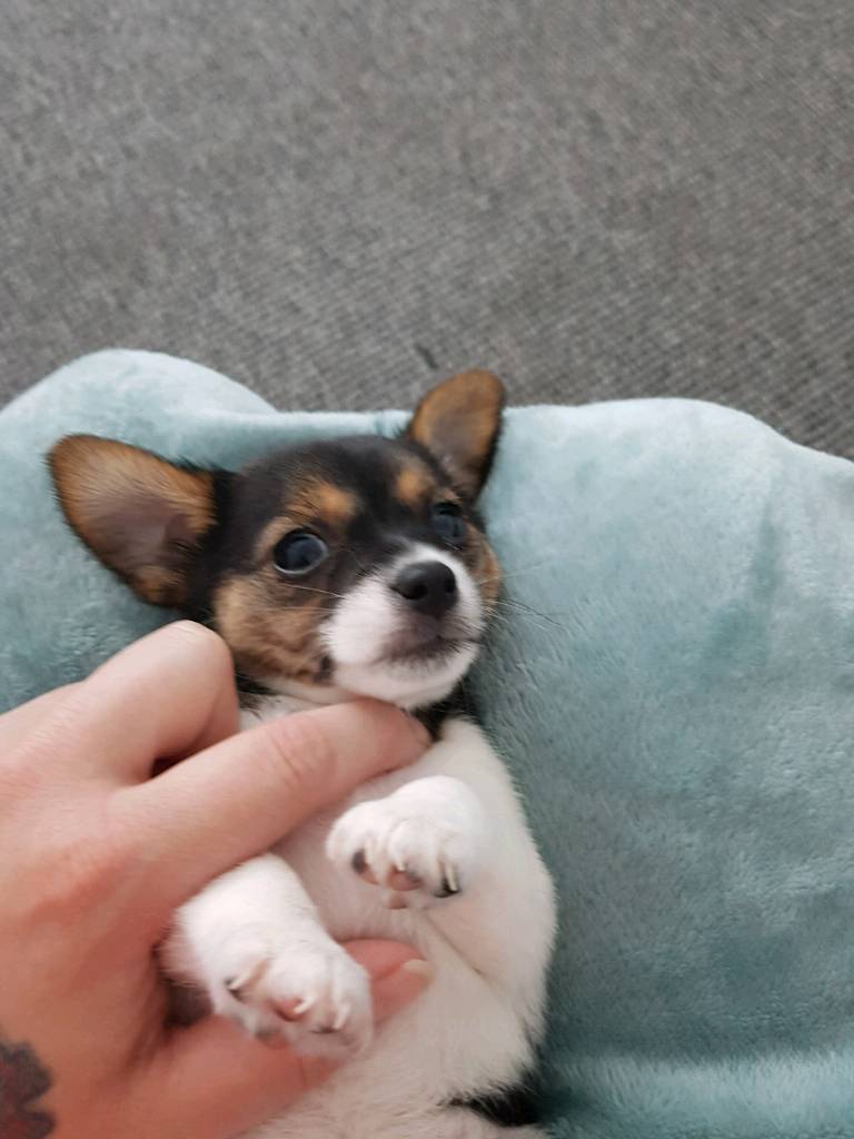 2 female Miniature jackahuahua puppies ready now in Gateshead, Tyne