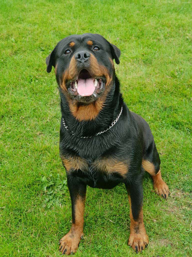 Rottweiler Puppies KC Reg in Billingham, County Durham Gumtree