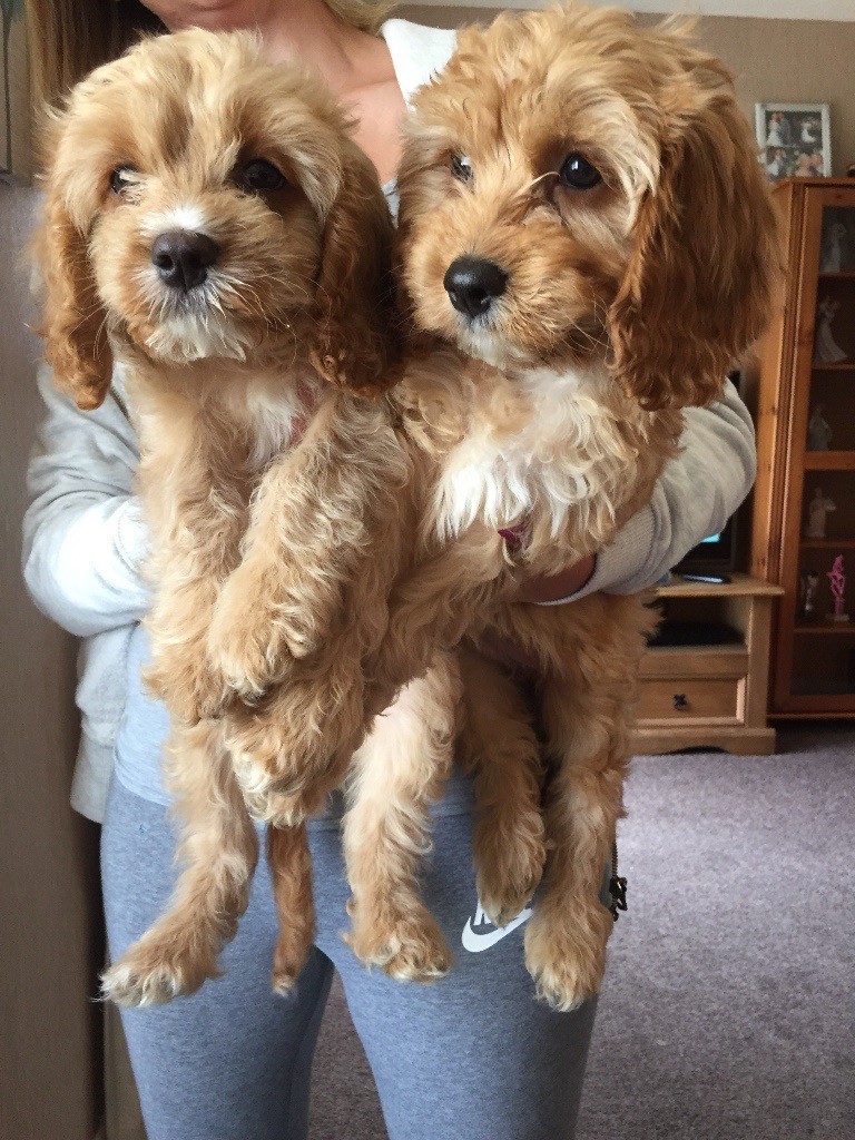 Stunning miniature cavapoos for sale in Bradford, West Yorkshire