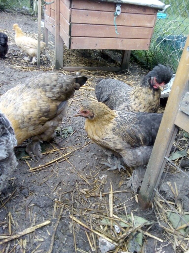 Bantam hens for sale in Salisbury, Wiltshire Gumtree