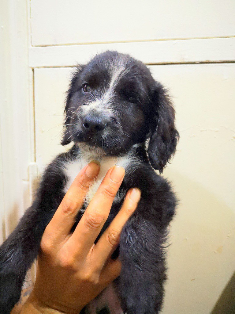 Mixed breed puppy for sale. in Kensington, London Gumtree