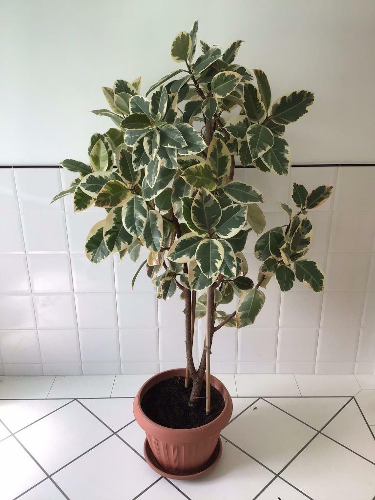 Large variegated rubber plant in Folkestone, Kent Gumtree