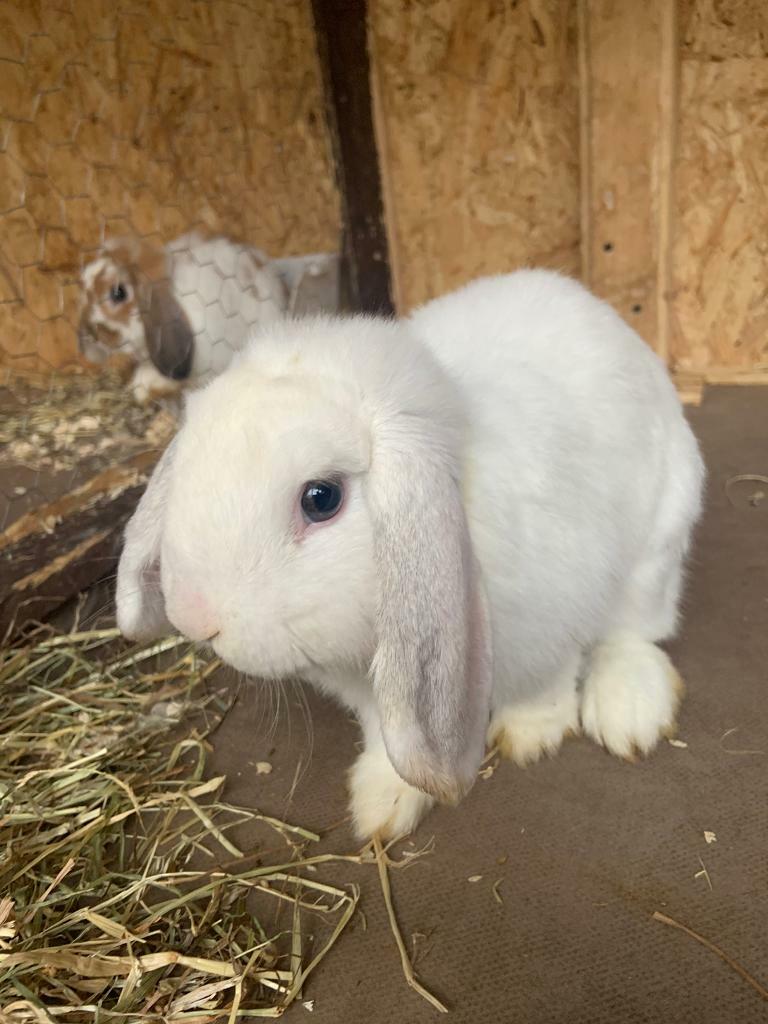 Pure mini lop rabbit in Peterlee, County Durham Gumtree