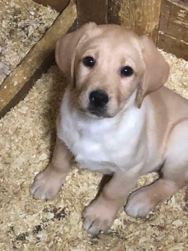 Golden Labrador Puppies in Newcastle Emlyn, Carmarthenshire Gumtree