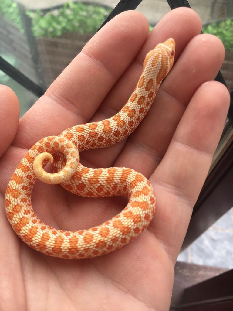Cb18 Albino Western Hognose Snakes | in Ashton-under-Lyne ...