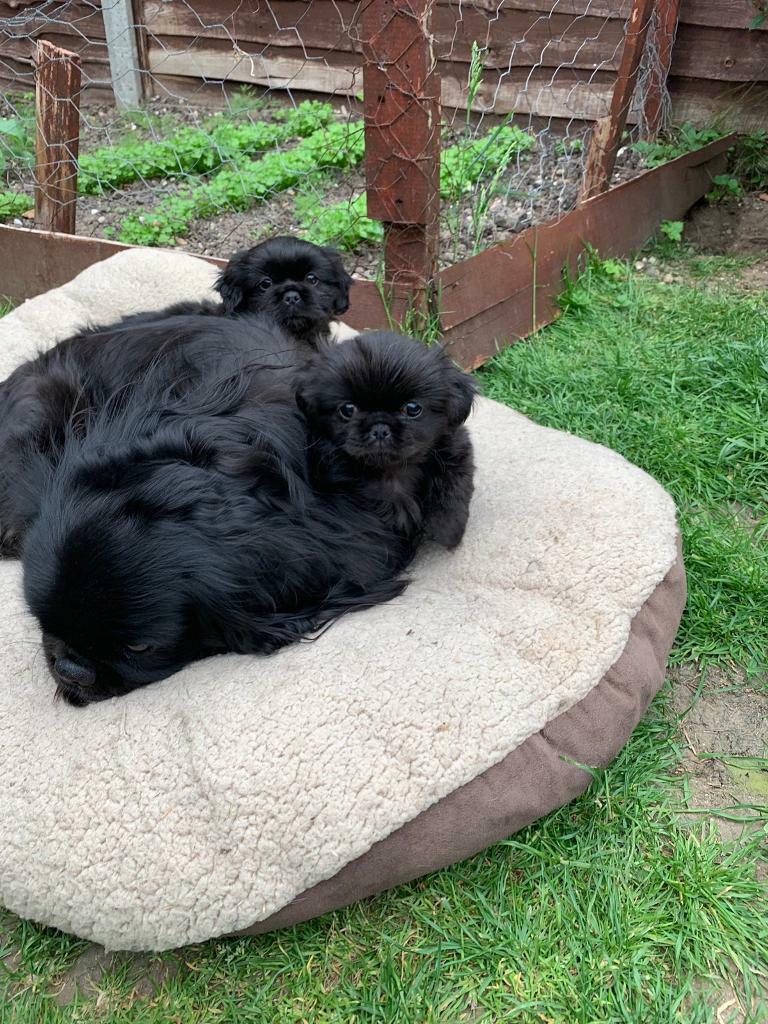 Pekingese Puppies For Sale In Slough Berkshire Gumtree