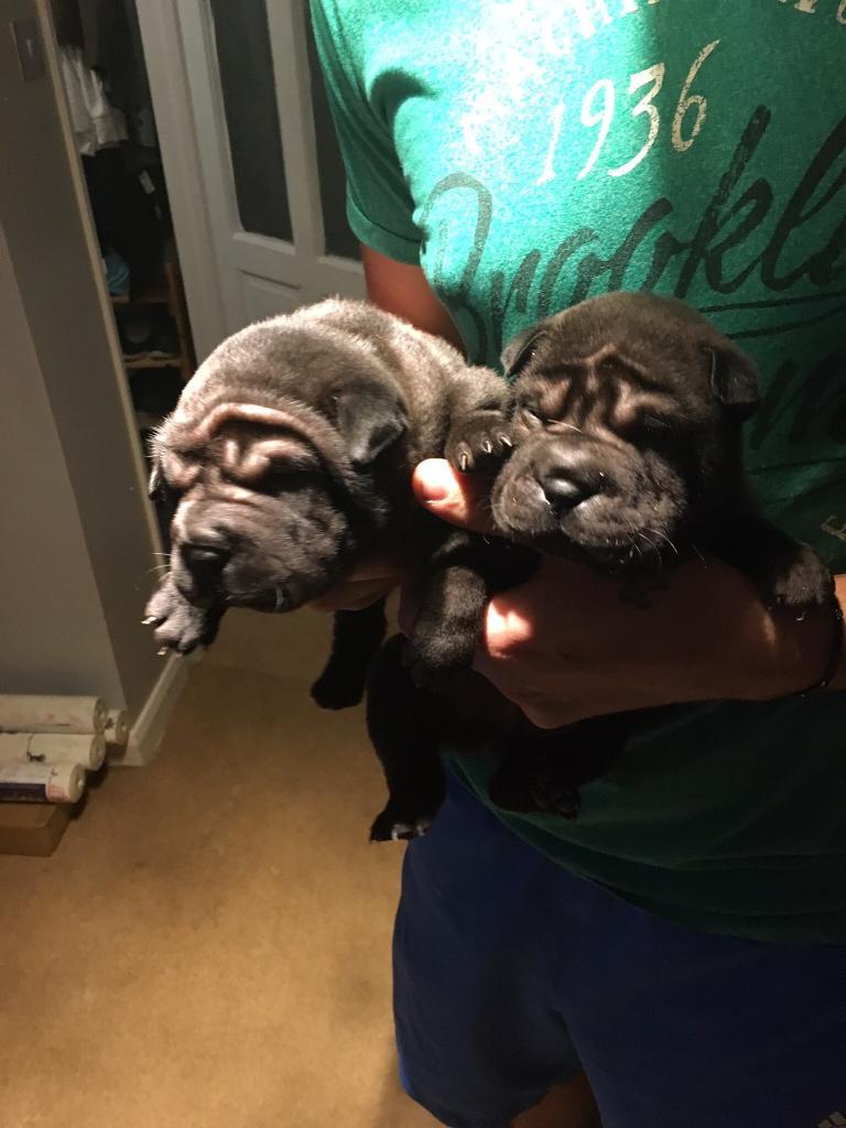 Brush coat Shar Pei pups ready now | in Tewkesbury, Gloucestershire