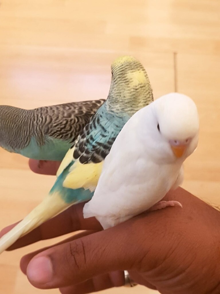 Beautiful Hand Tame Baby Budgies in High