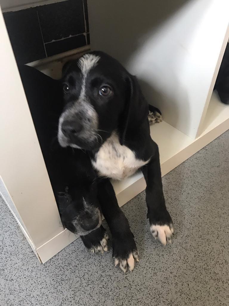 5 Labrador x Dalmatian puppies for sale. in Bourne, Lincolnshire Gumtree