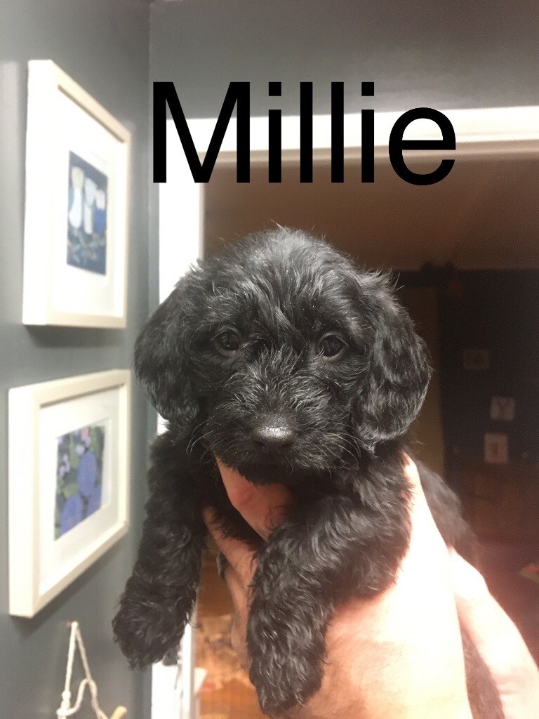 Dachshund x Toy Poodle Puppies in Diss, Norfolk Gumtree