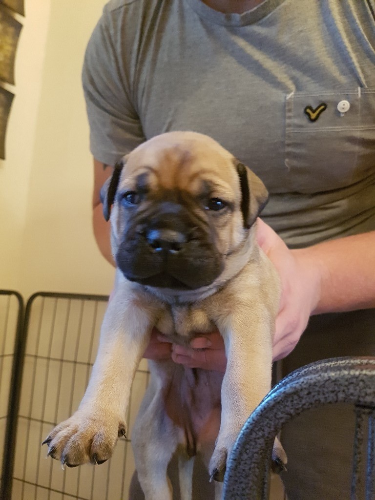 Pedigree bullmastiff puppies in Stalybridge, Manchester Gumtree