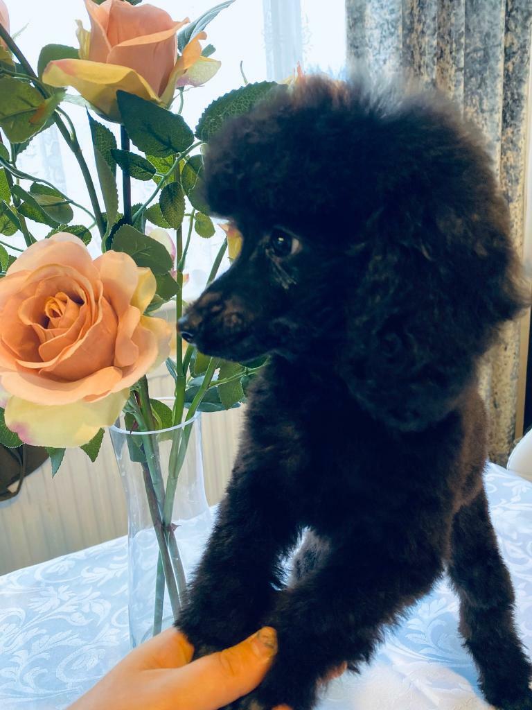 Toy poodle girl in St Annes, Bristol Gumtree