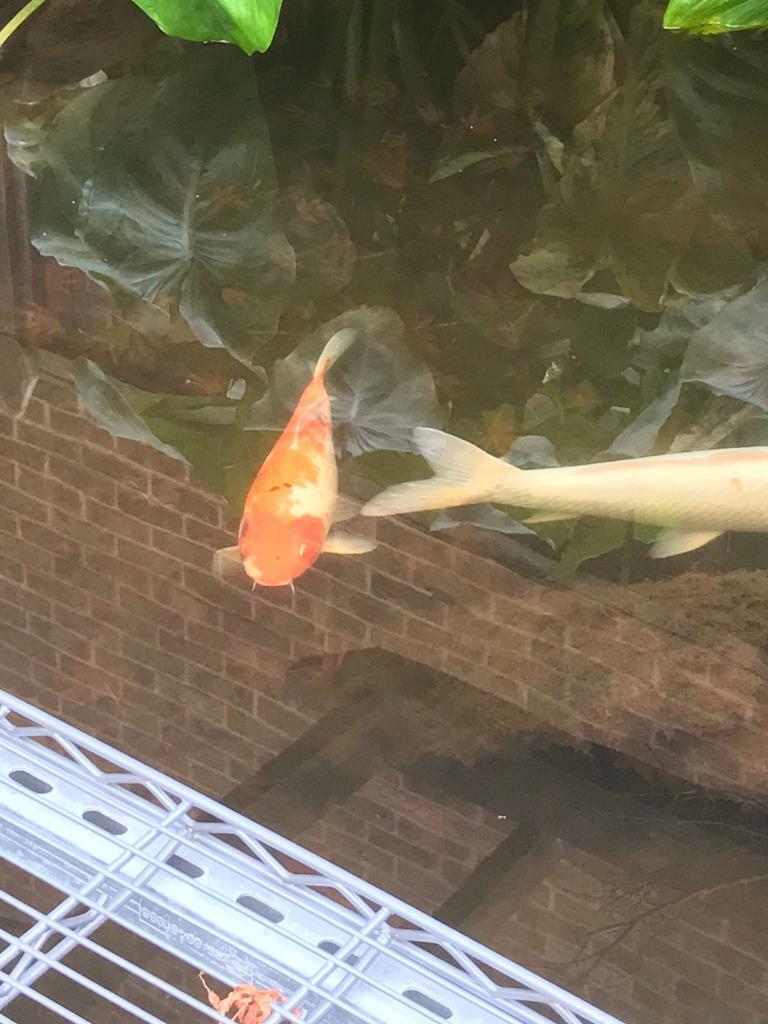 Large Koi fish in Higham, Kent Gumtree