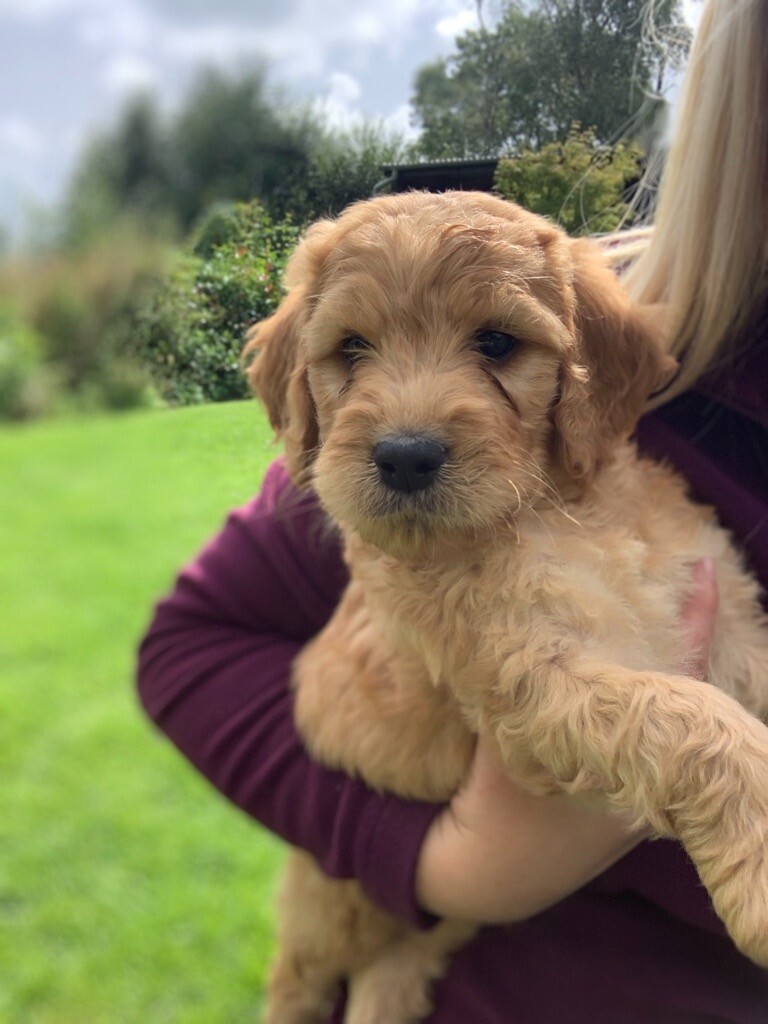 F1 Irish Doodle Puppies in Portadown, County Armagh Gumtree