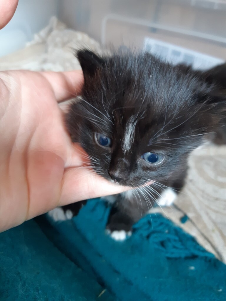 Two female kitten in Perth, Perth and Kinross Gumtree