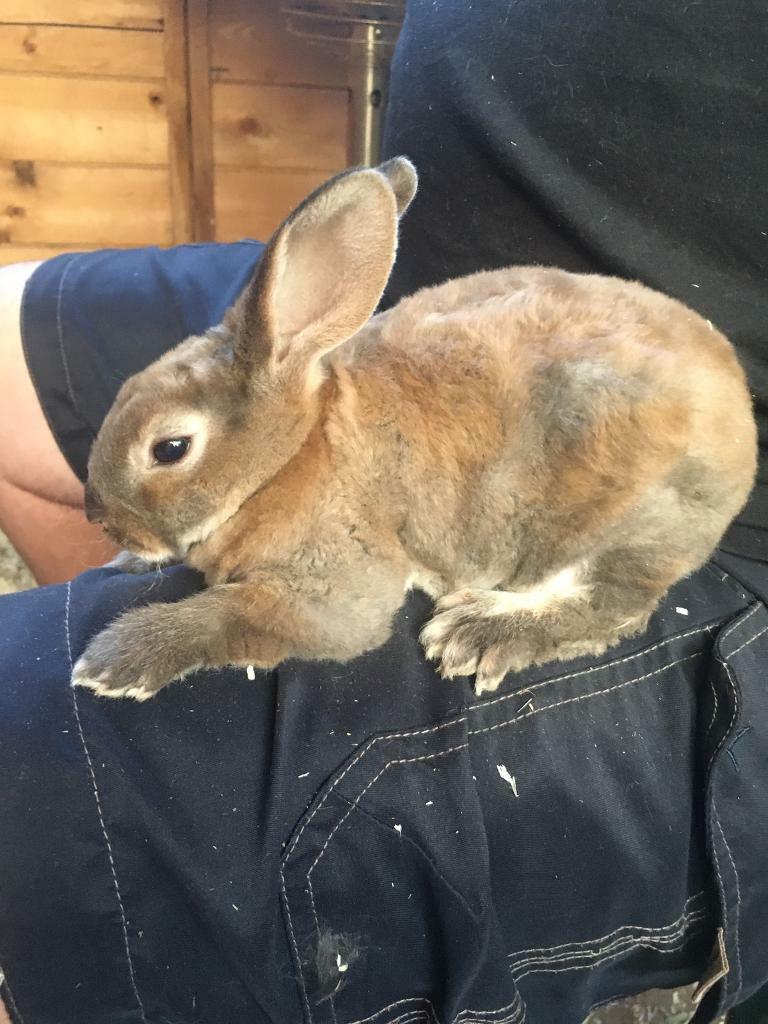 7 Pure Bred Standard Rex baby Rabbits for sale in Totton, Hampshire