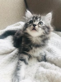Beautiful Kittens In Fulham London Gumtree