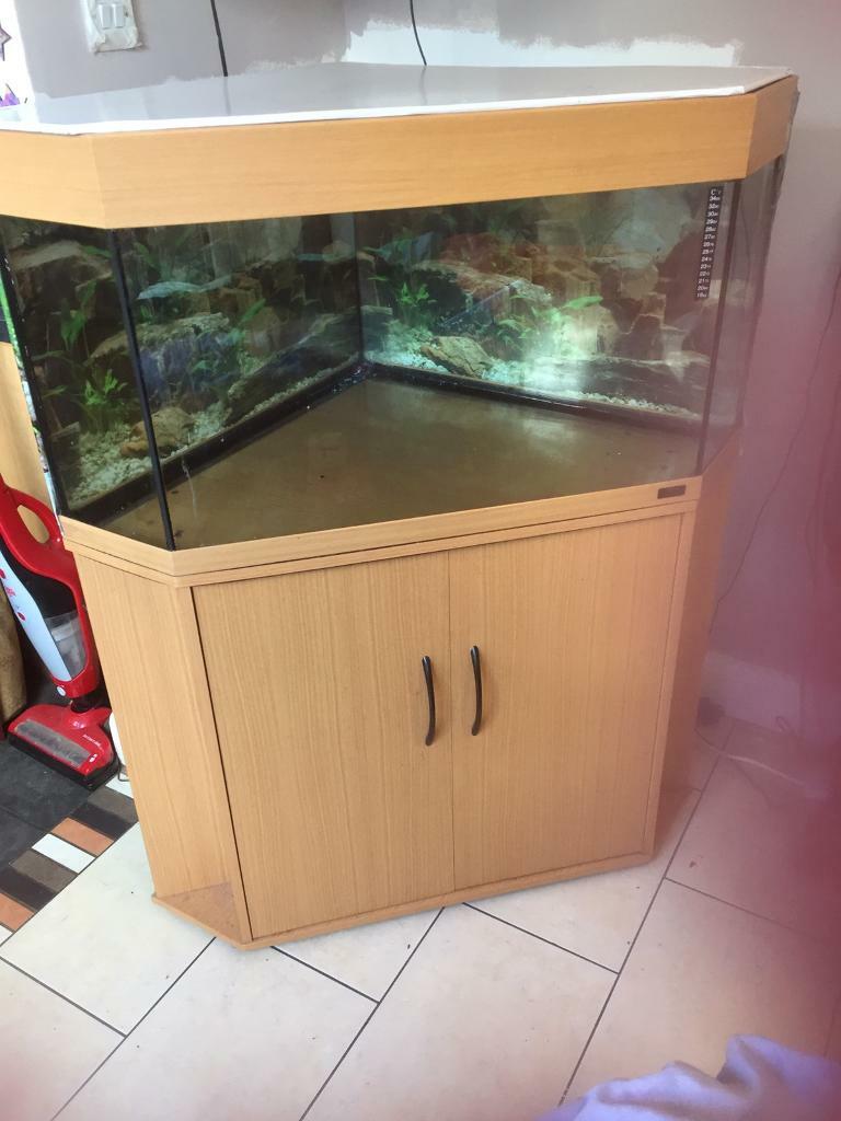 Corner fish tank in Kingston, London Gumtree