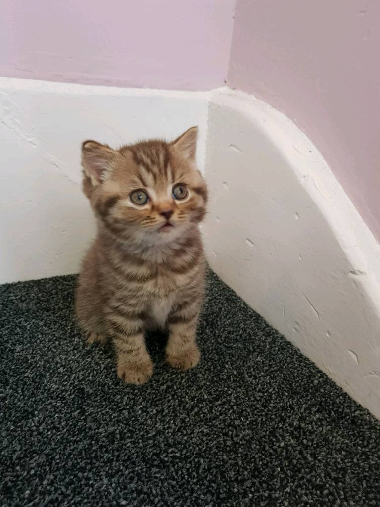 British Shorthair Kittens In Lowestoft Suffolk Gumtree