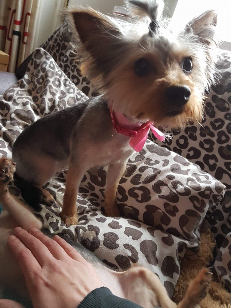 2 year old yorkie female in County Antrim Gumtree