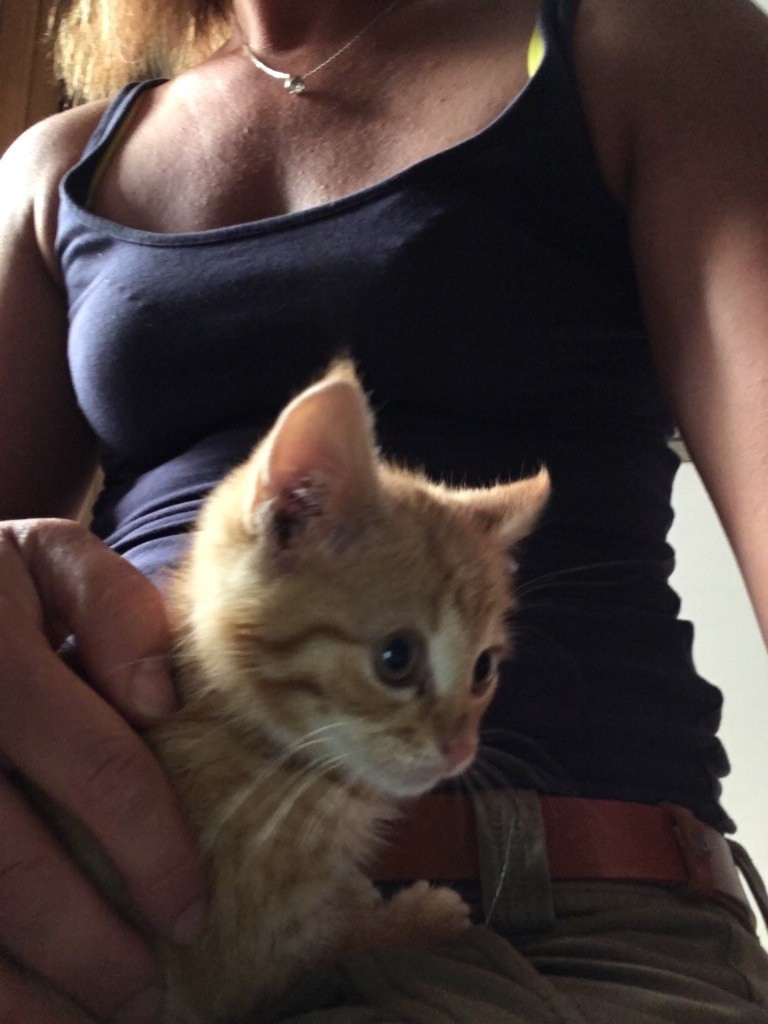 Female ginger kitten for sale in Newlands, Glasgow Gumtree