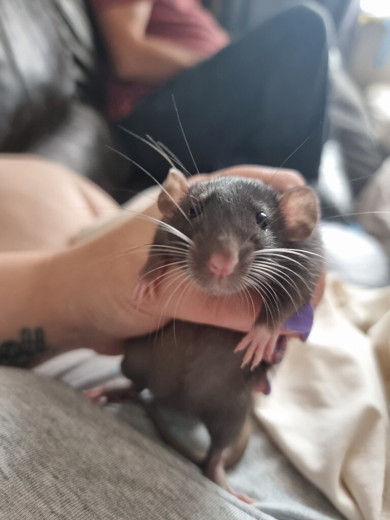 Fancy Rat Kittens in Colchester, Essex Gumtree