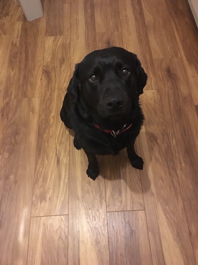 Labrador boy for rehoming UPDATED in Dunfermline, Fife Gumtree