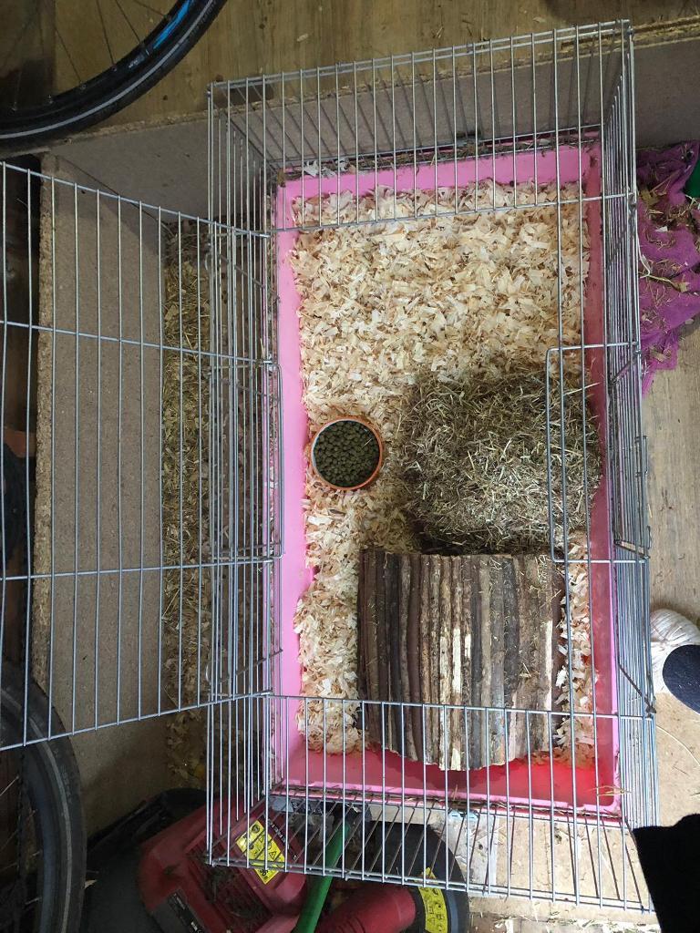 2 female Netherland dwarf rabbits and large cage in Kilmarnock, East