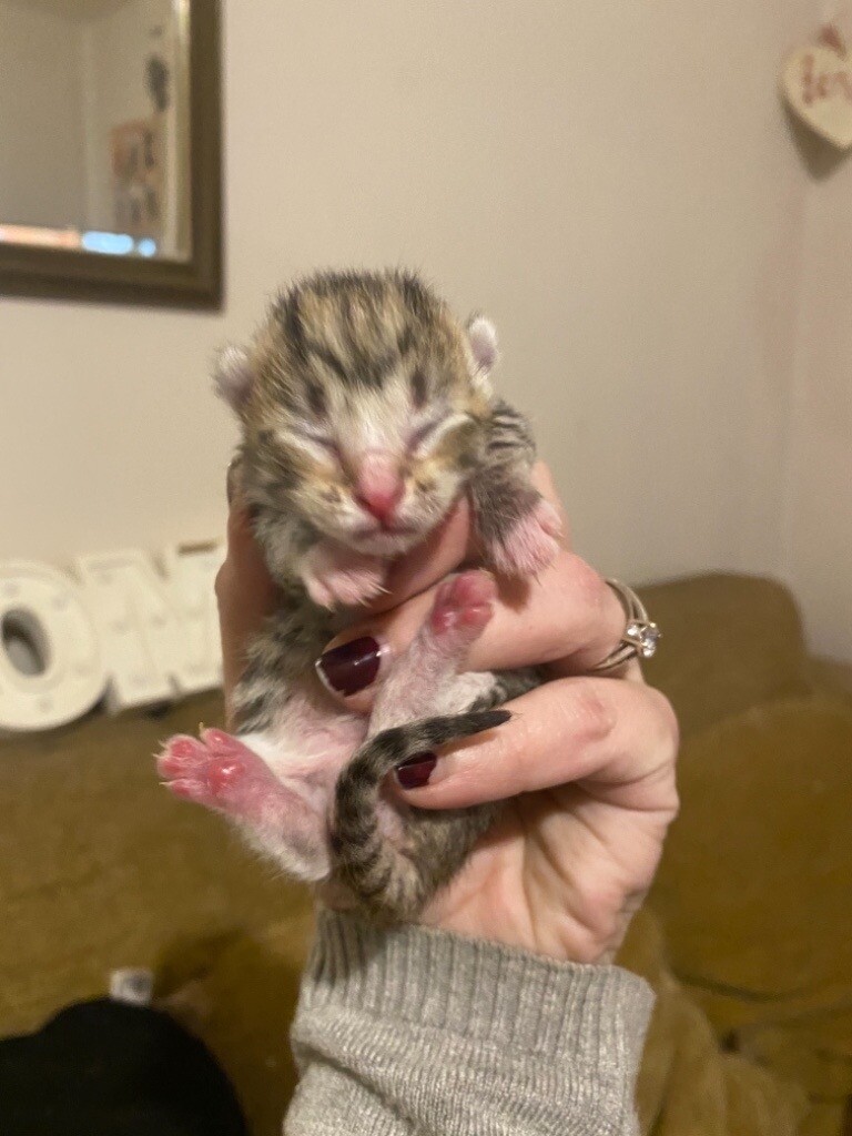 4 beautiful tabby kittens and 1 all black kitten for sale | in Newport