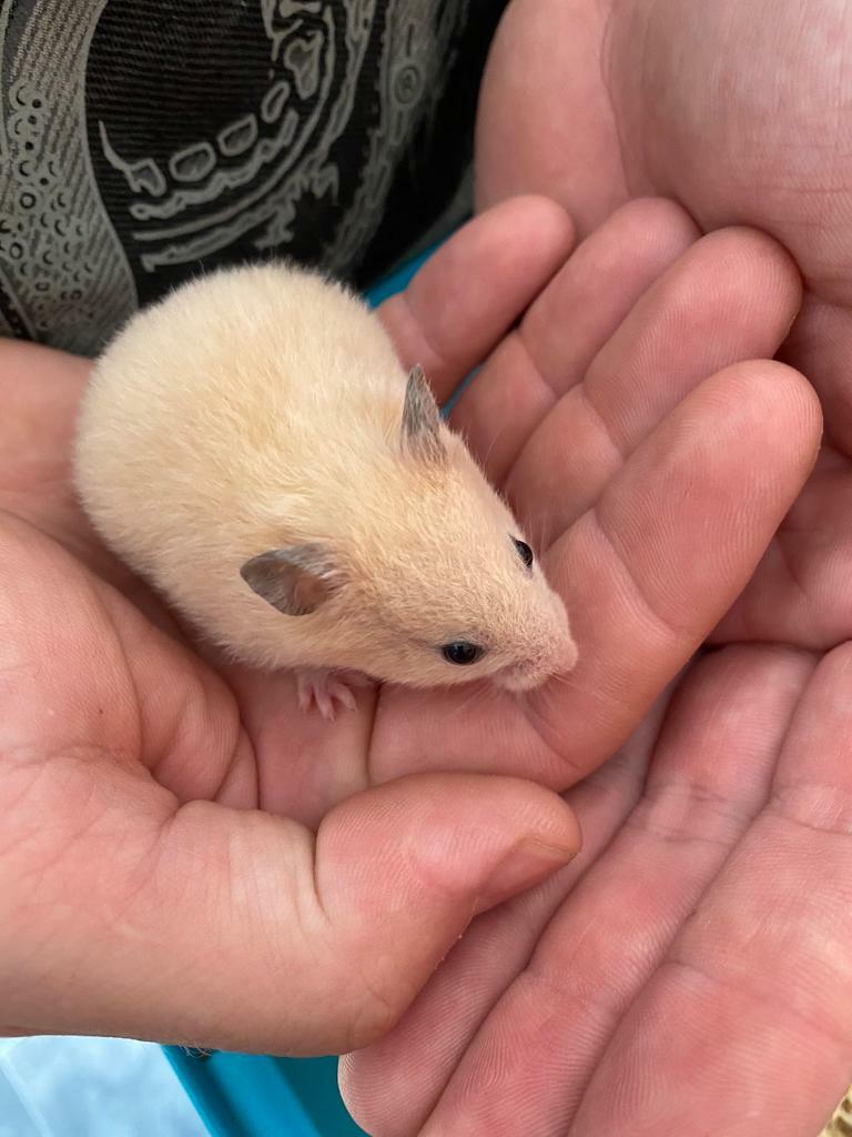 Baby Syrian hamsters ready now in St Mellons, Cardiff Gumtree