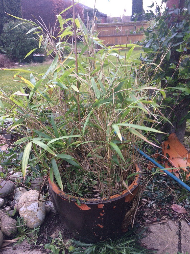 Mature garden bamboo plant in Abingdon, Oxfordshire Gumtree