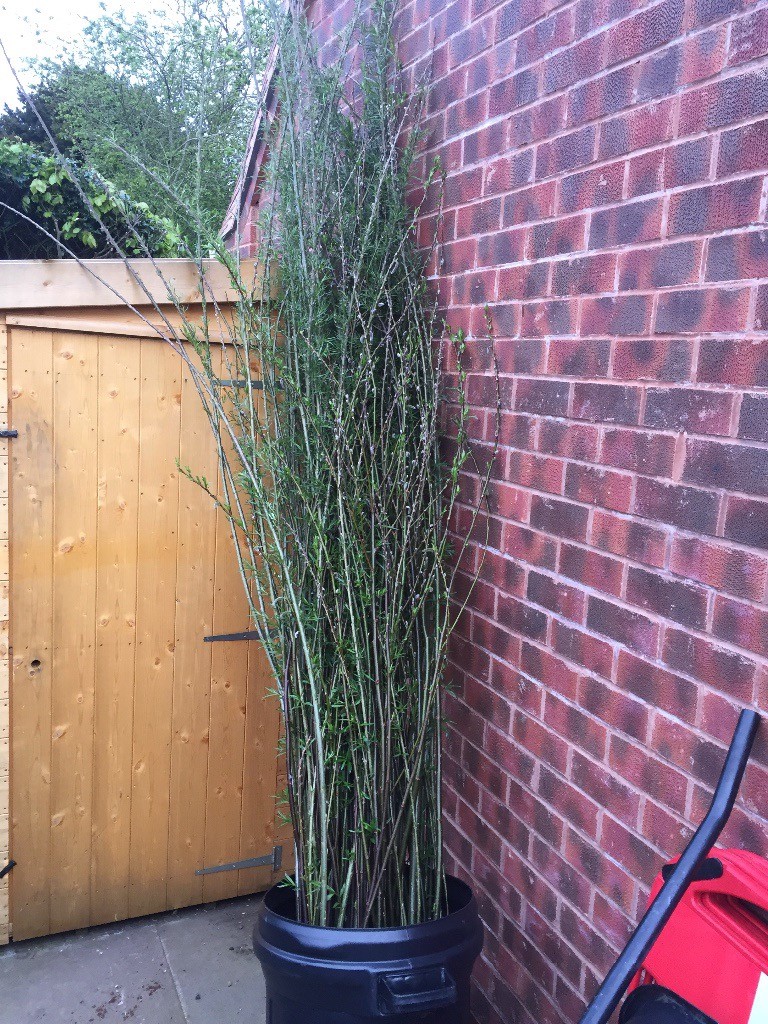Willow for sale in Uttoxeter, Staffordshire Gumtree