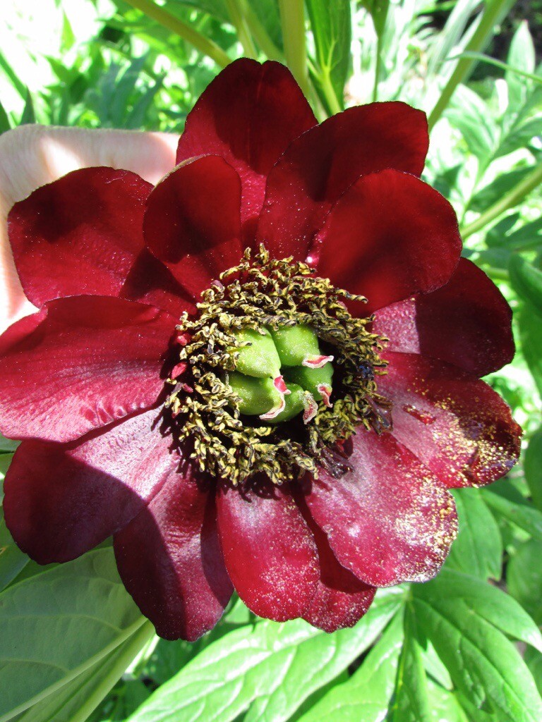 beautiful unusual hardy garden flowers for sale in Penicuik