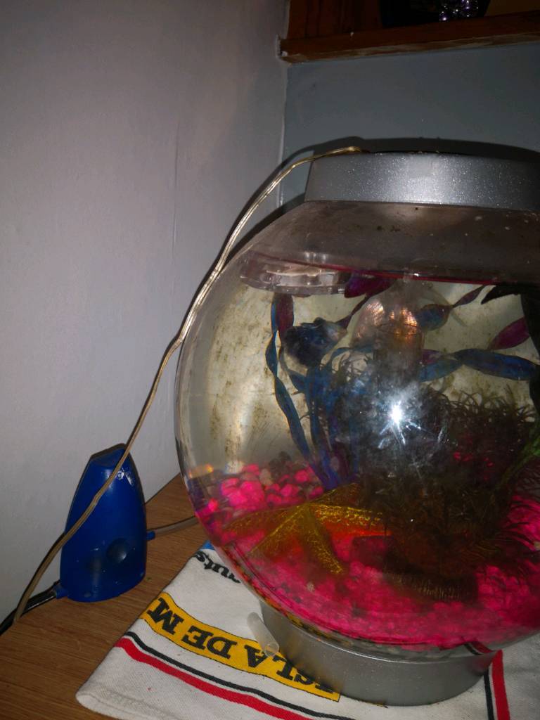 Orb cold water fish tank in Brecon, Powys Gumtree
