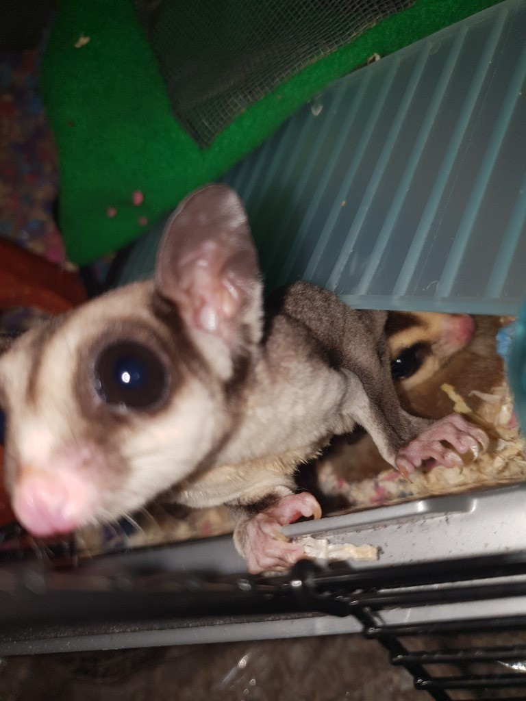 sugar glider pair with kit for sale | in Coventry, West Midlands | Gumtree