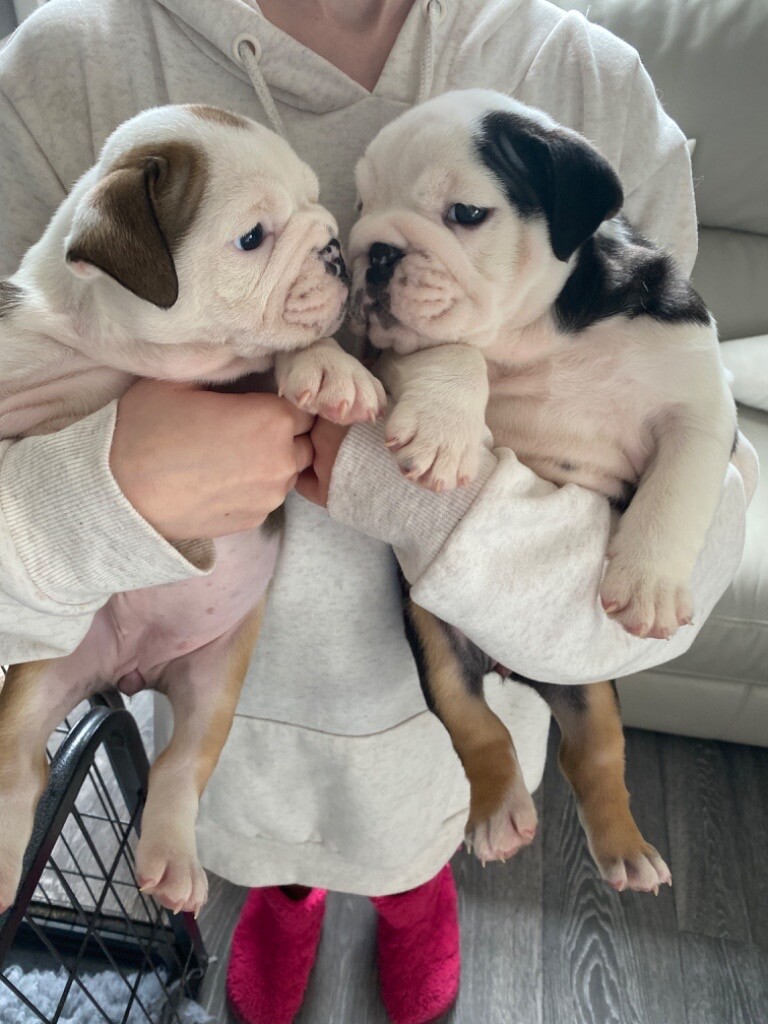 British Bulldog puppies 3 girls left in Colne, Lancashire