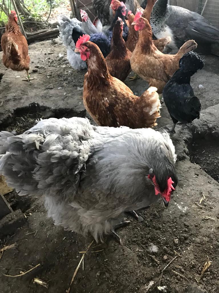 Chickens For Sale in Ilford, London Gumtree