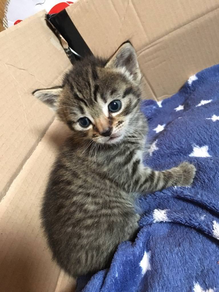 Kittens for sale in Halesworth, Suffolk Gumtree