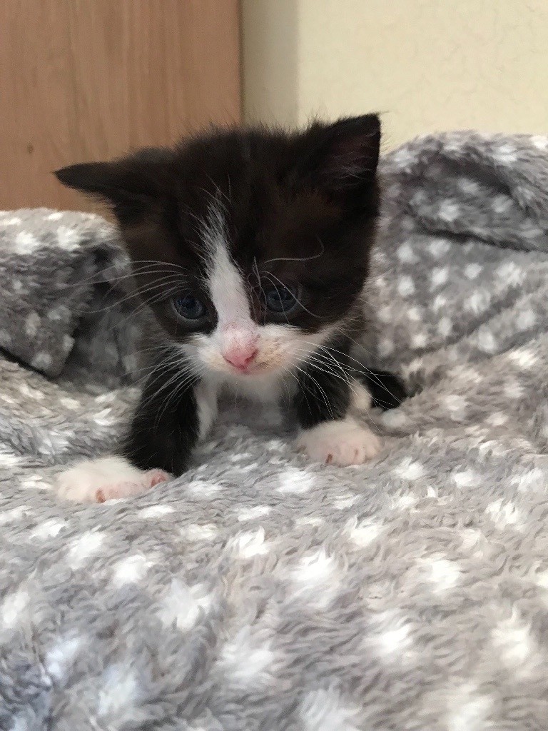 Black and white female ragdoll x kitten | in Carterton, Oxfordshire