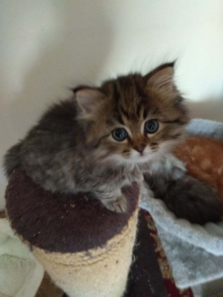 Persian Chinchilla Tabby Male Kitten in Bolton, Manchester Gumtree