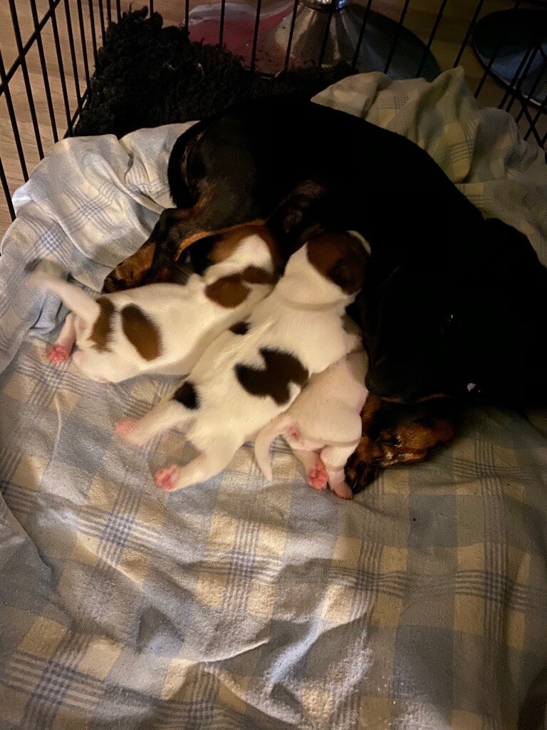 Jack Russell Puppies In Eaglesham Glasgow Gumtree