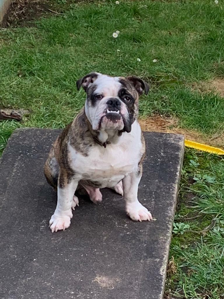 British Bulldog for sale in Lisburn, County Antrim Gumtree