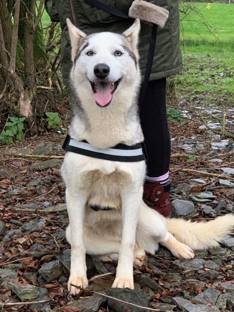 Beautiful husky girls looking for new home in Llandeilo