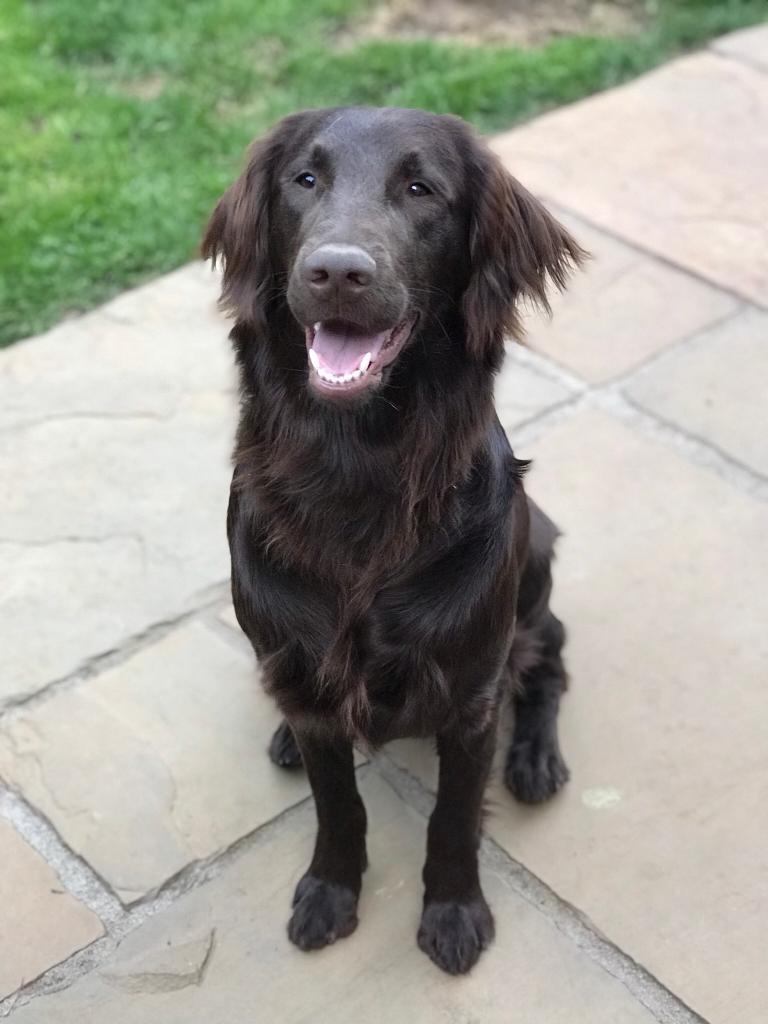 Lovely Liver Colour Flat Coat Retriever Puppies in Northampton
